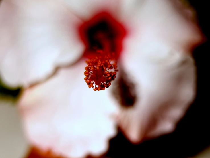 an orchid with red stamens on a white table