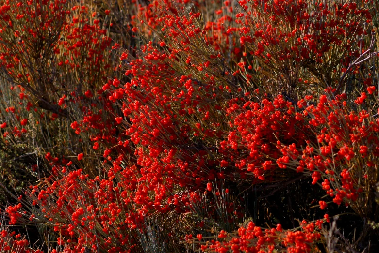 a red bush with several flowers on it