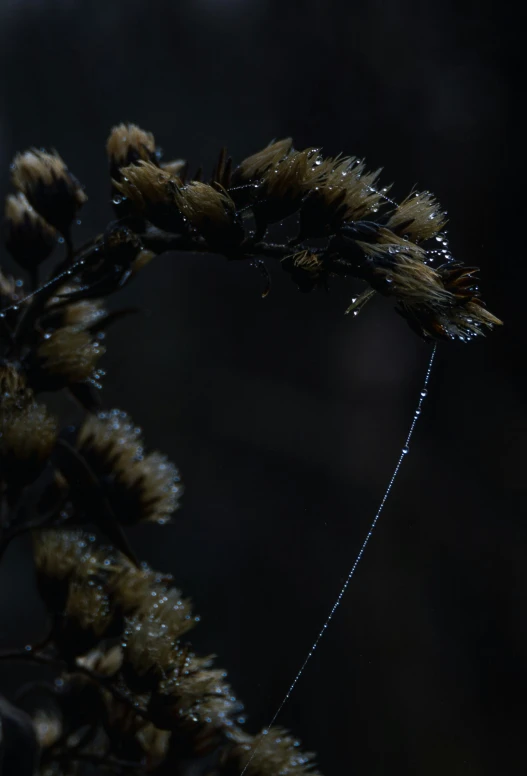 the drops of water on a nch against a dark background