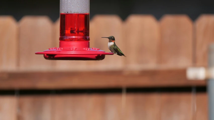 hummingbird eating nectar from a red bird feeder