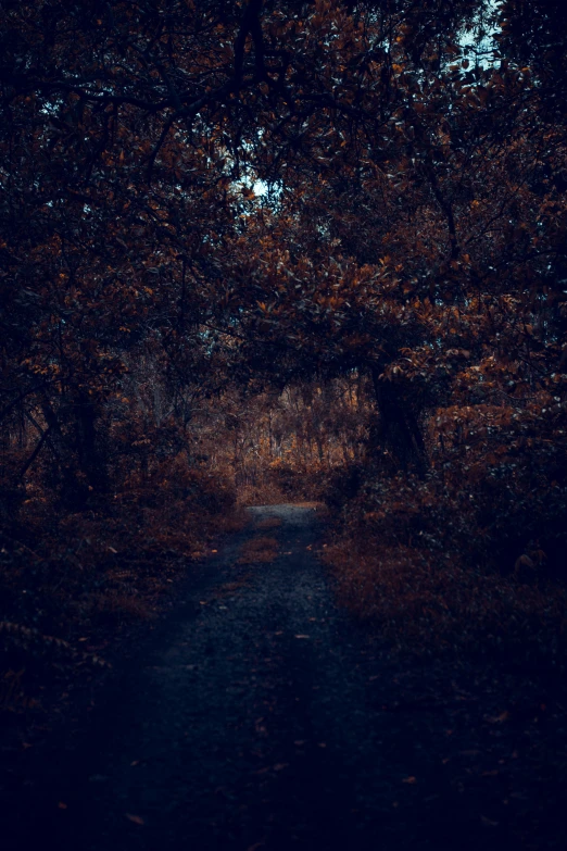 a path going through a dark forest during the day