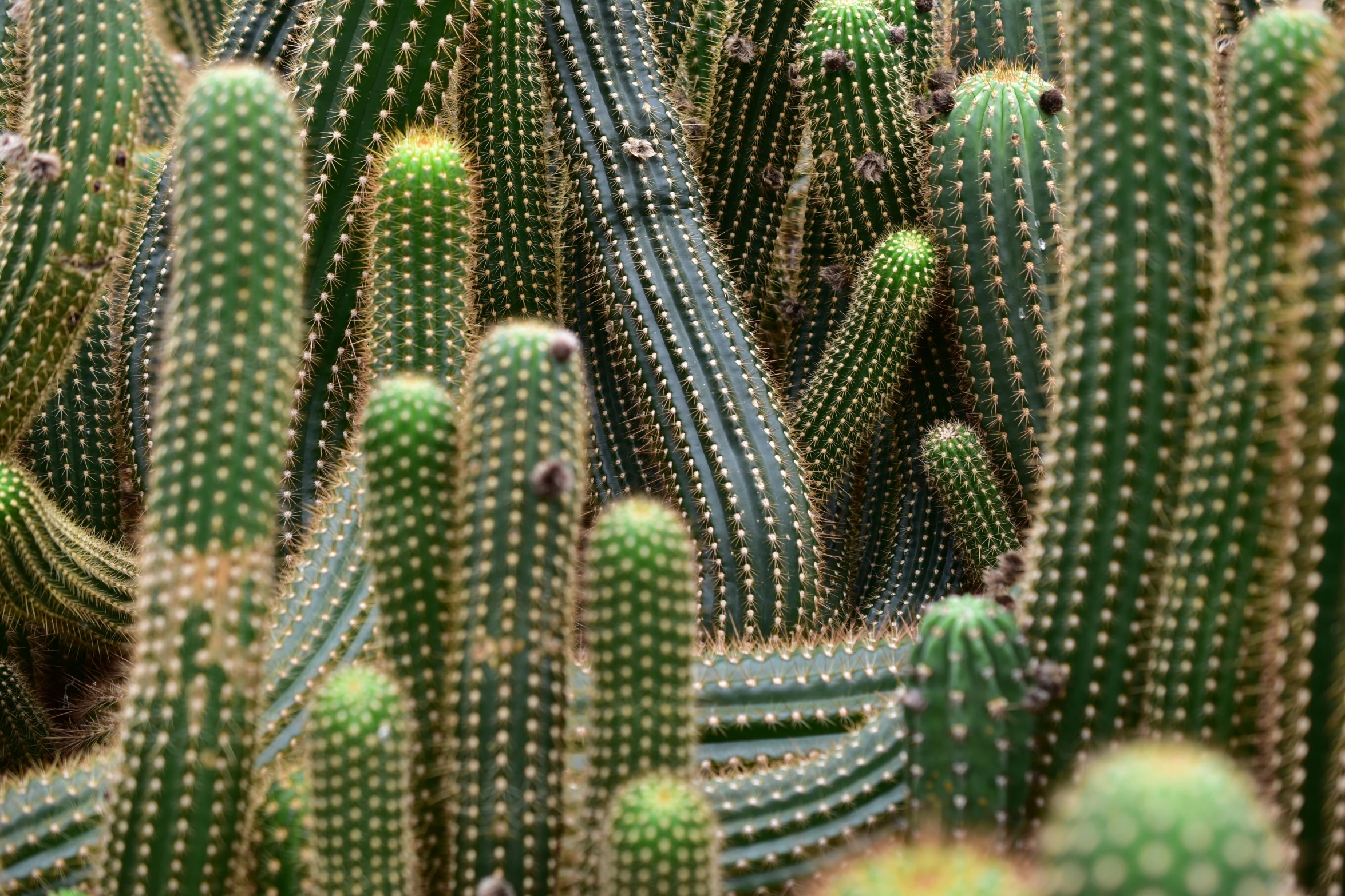a large group of green cactus plants
