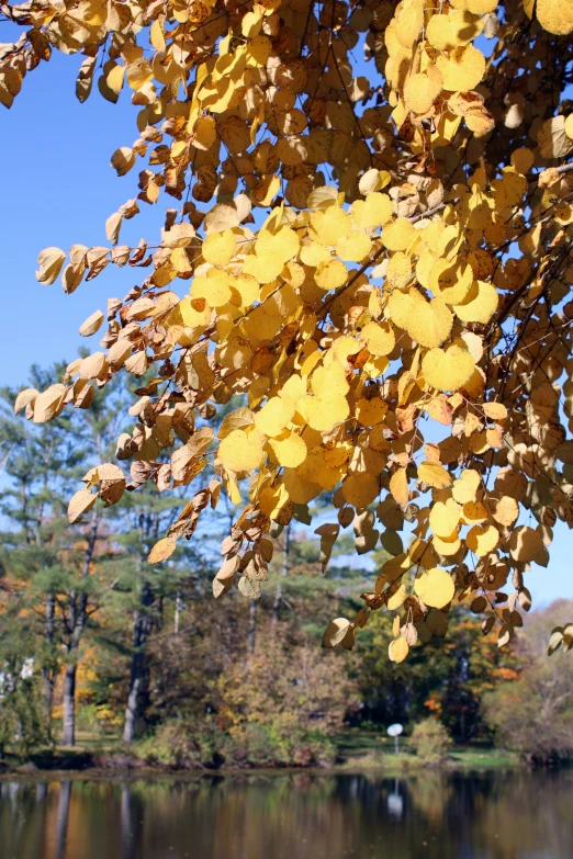 the leaves are yellow in color, in front of a lake