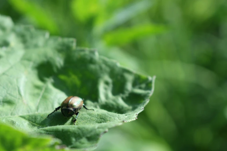 a ladybug on a leaf in a garden