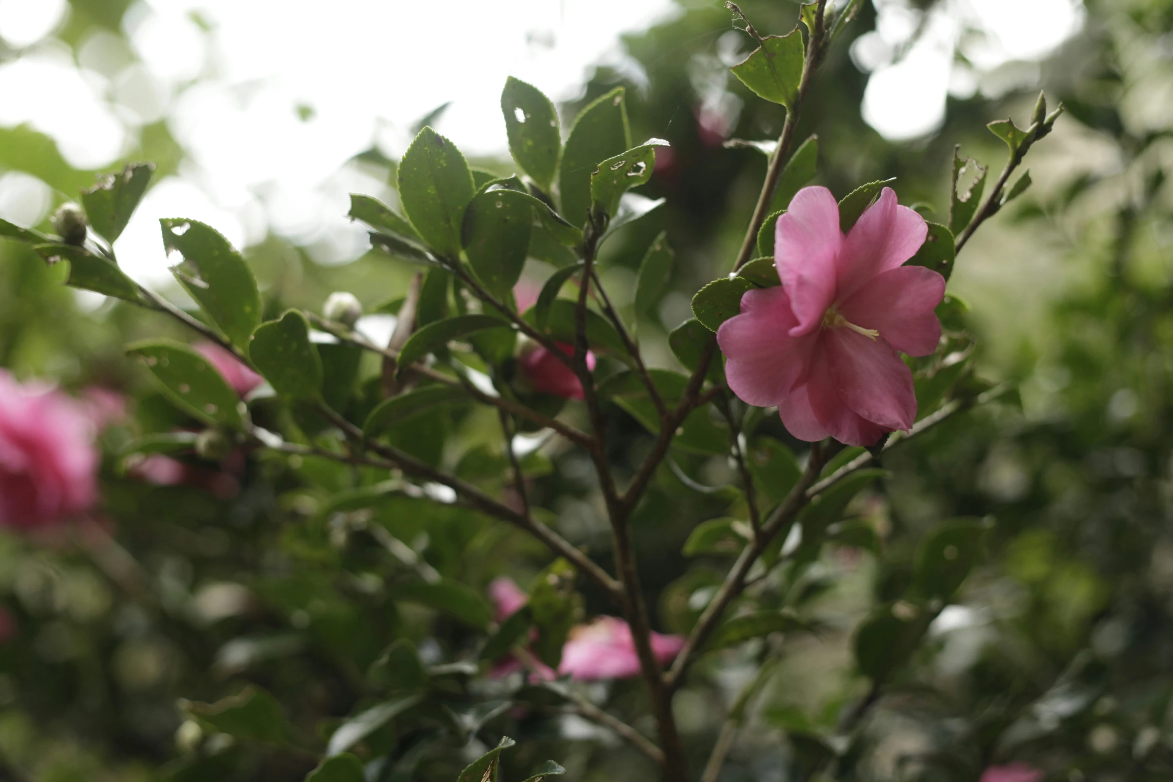 small pink flowers growing on top of green plants