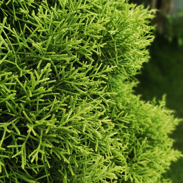 closeup of green bushes with small leaves