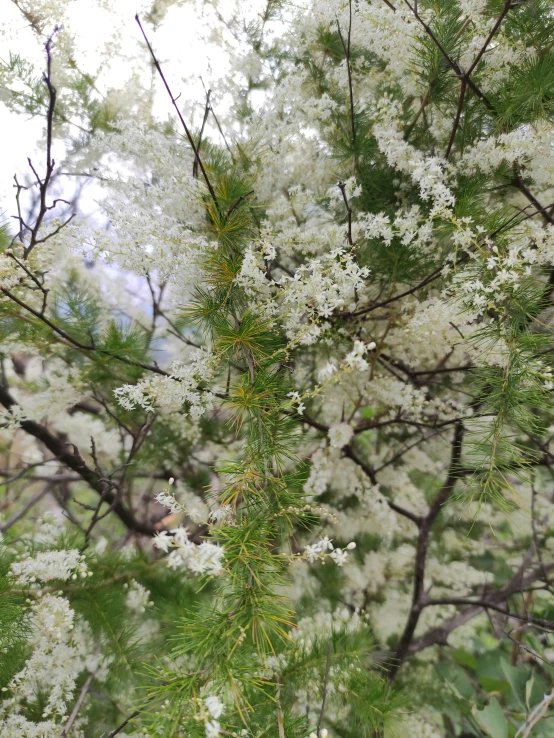 a bunch of flowers are on the tree