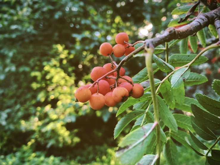 small fruit hanging from the nch of a tree