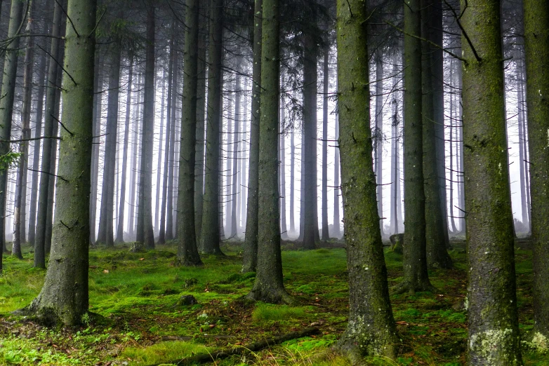 there is a group of trees that are in the woods