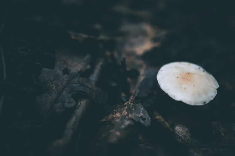 an image of a mushroom that is not white