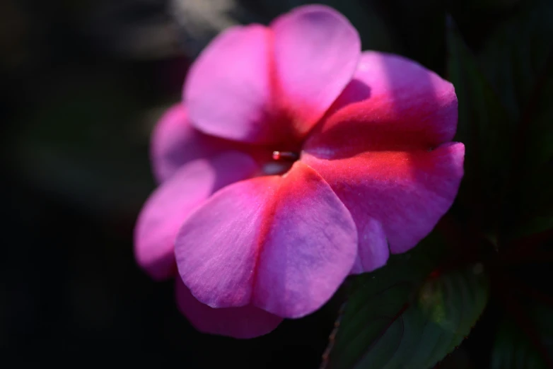 a purple flower in full bloom with the sun shining through