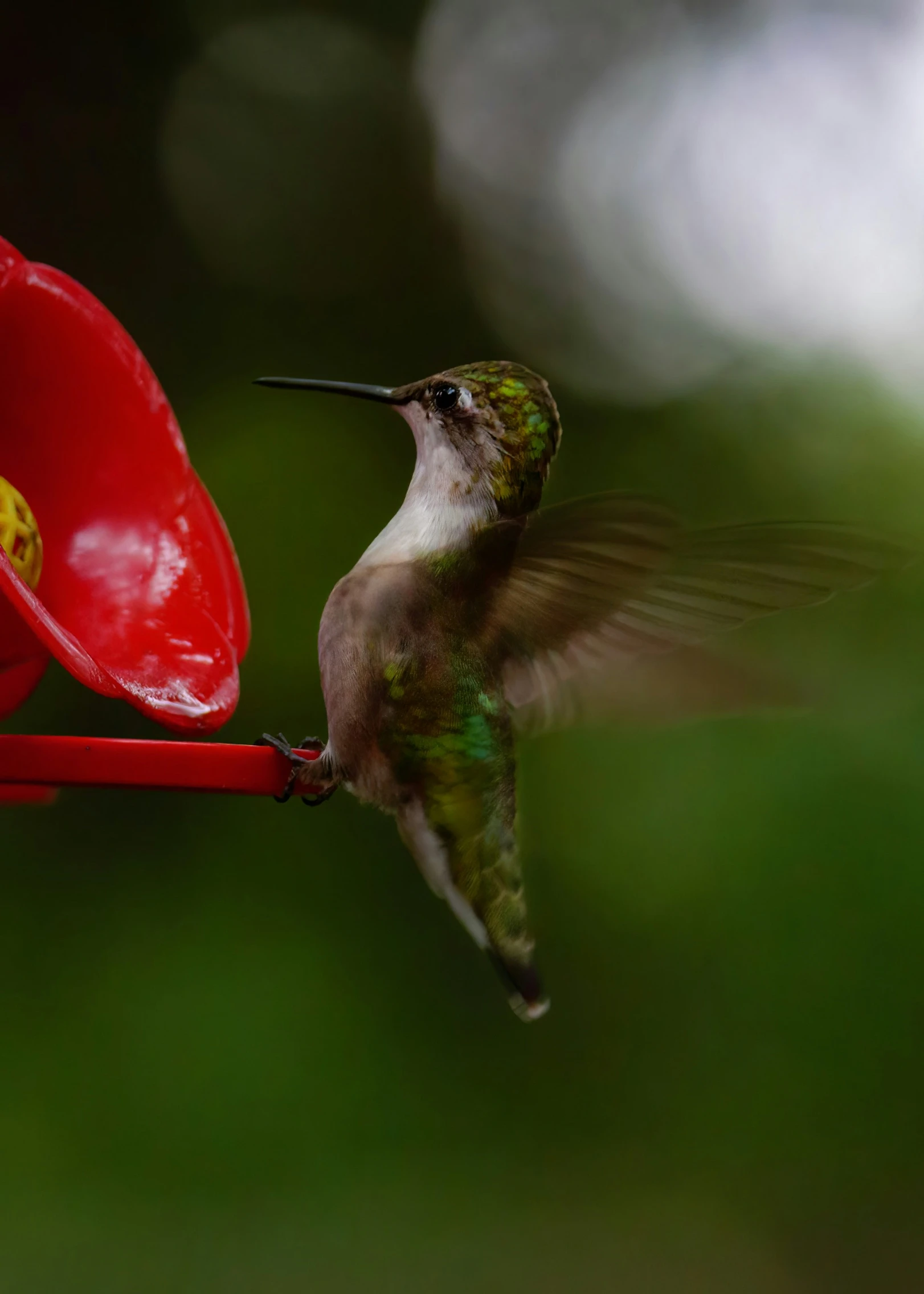 a hummingbird is feeding from a red feeder