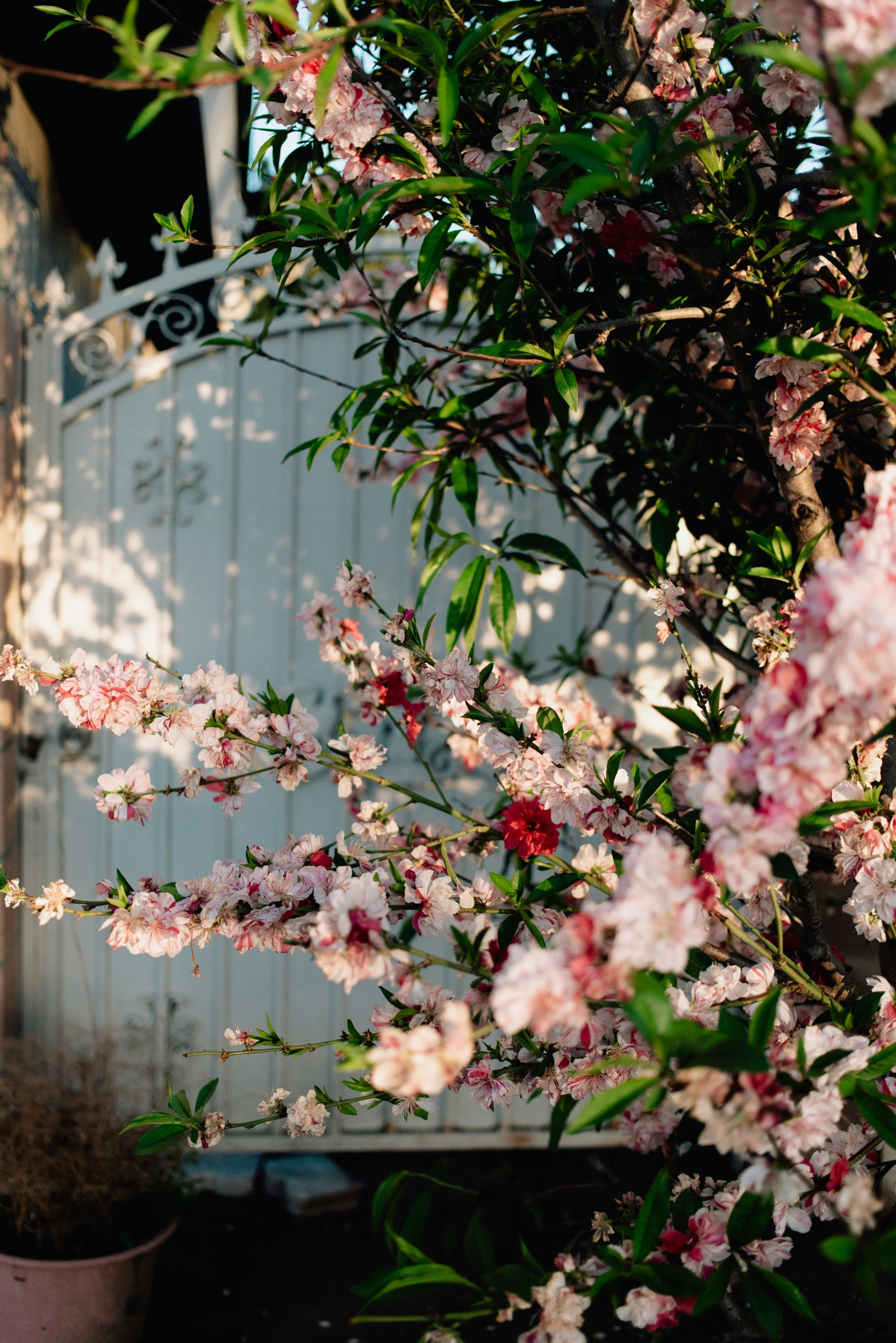 a pink flower in a flower pot beside a white fence