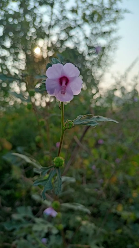 this flower has a pink center and is growing in a field