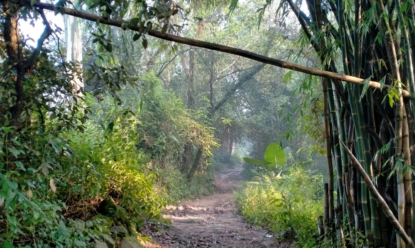 a path leading through the woods with trees and rocks