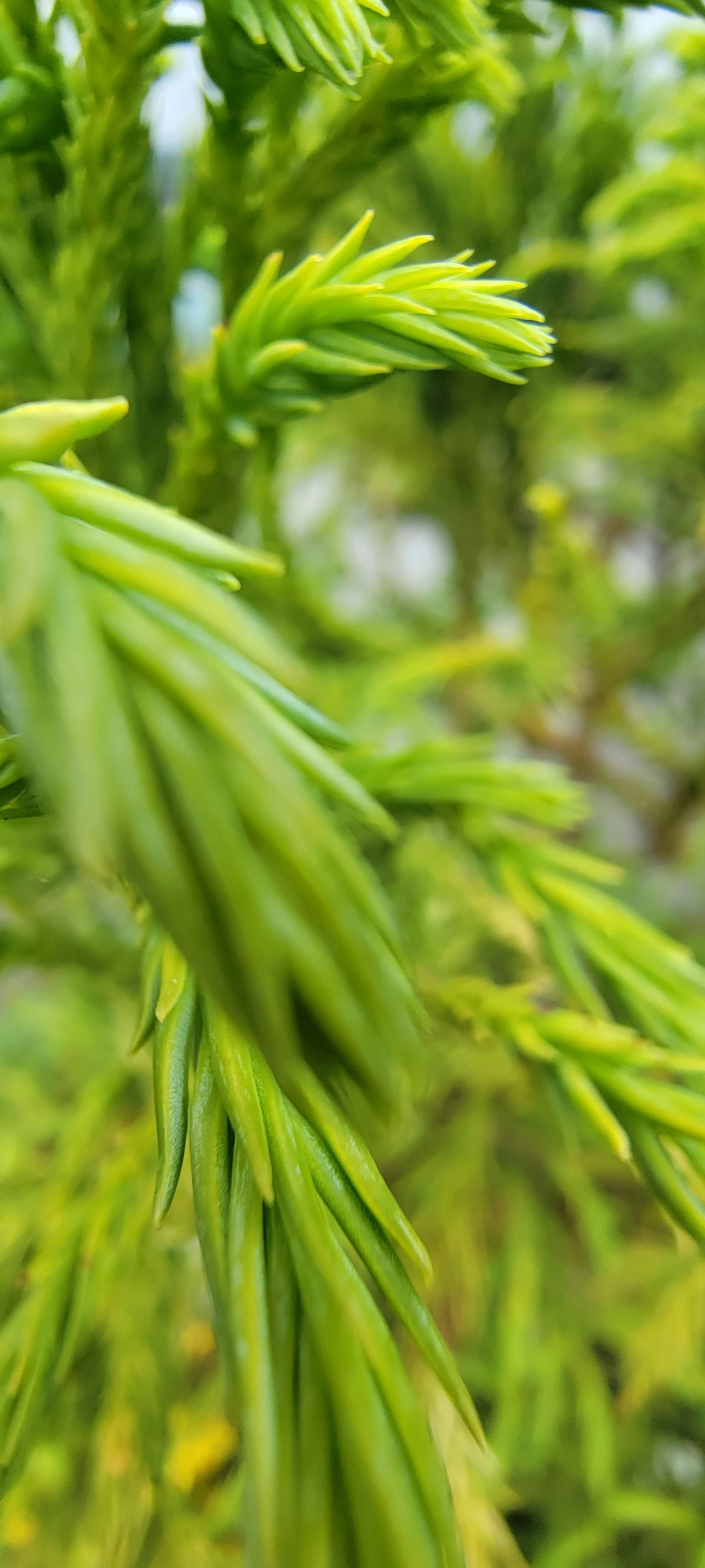 an up close s of the needles of a pine tree