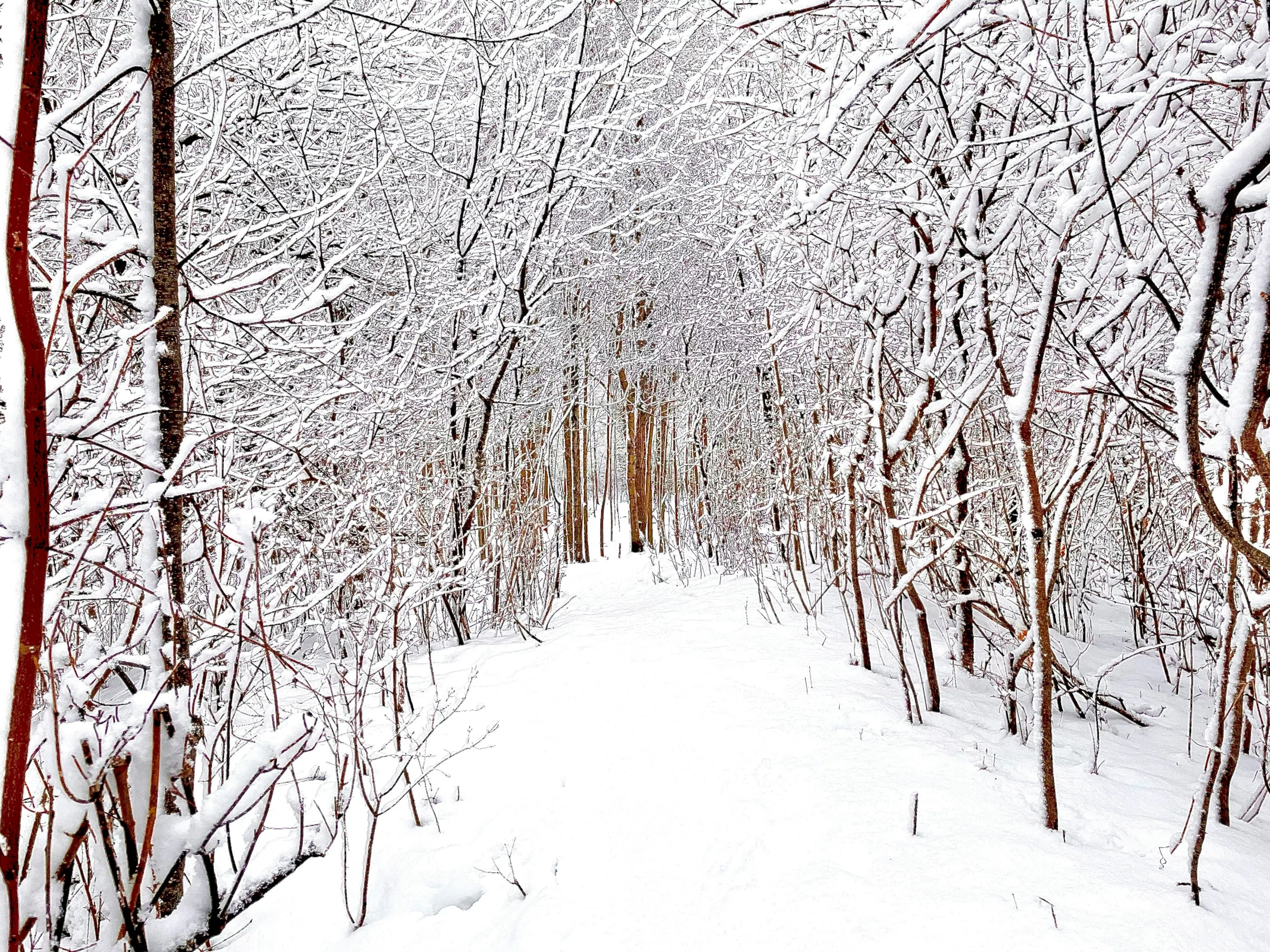 a snowy path through some tall trees and snow