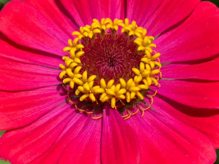 a beautiful red flower with yellow and pink petals