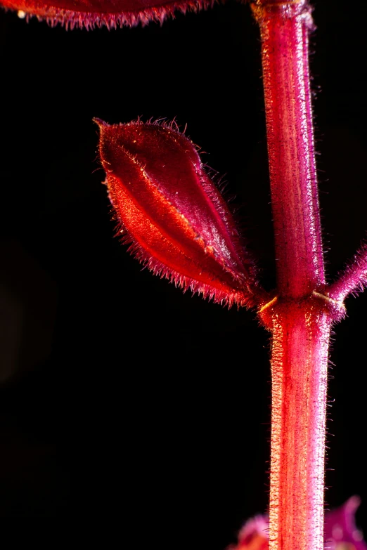 the bright pink flowers are still budding