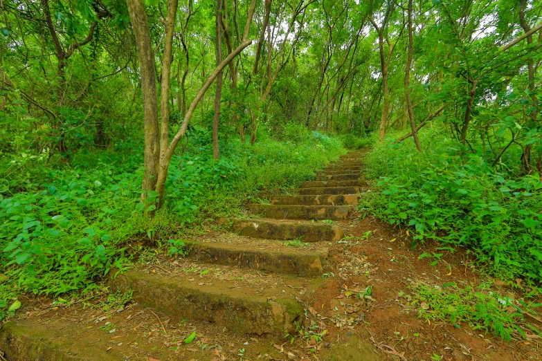 the forest has green foliage and rocks on it