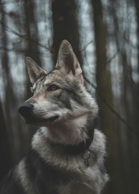 a close up of a wolf in the woods