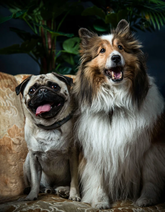 two dogs are sitting next to each other