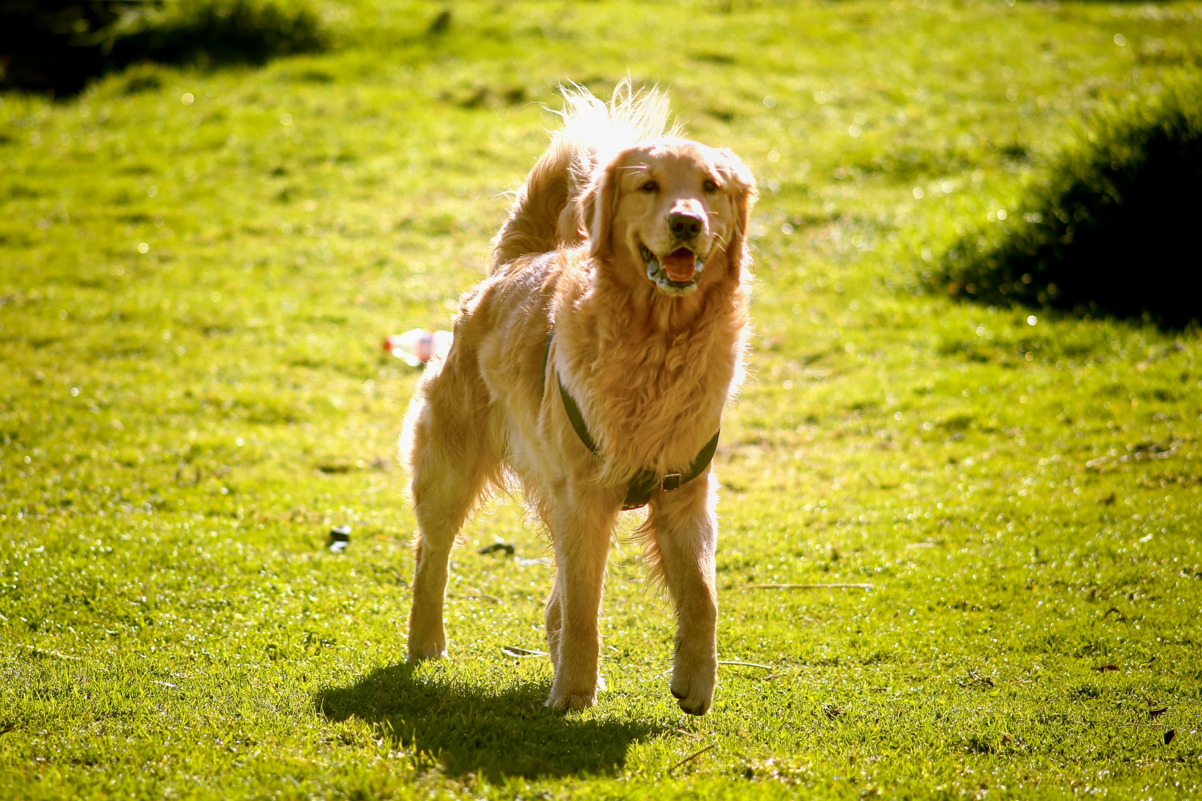 a big pretty dog standing in a field with grass