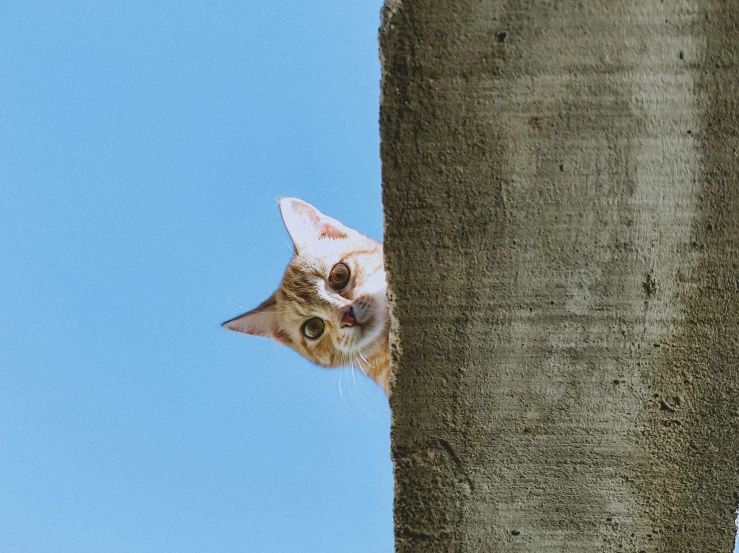 a cat peeking through the side of a tree