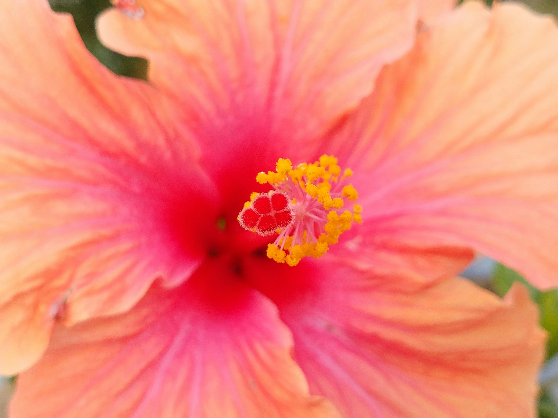 a close up of a pink and yellow flower