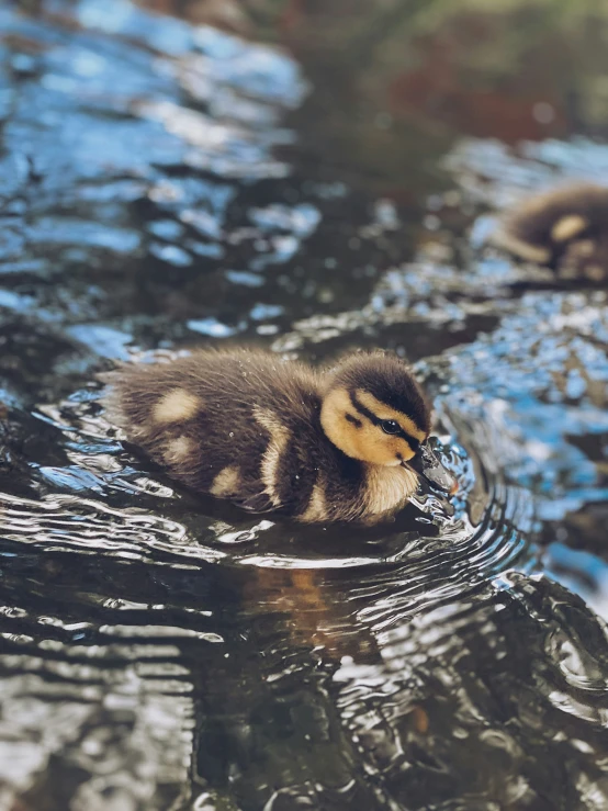 a duckling swims through the water in front of another duck