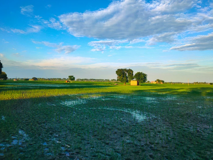 the grass in the field is starting to rot