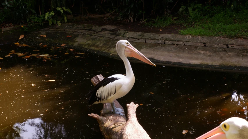 a large white bird standing on top of a water source