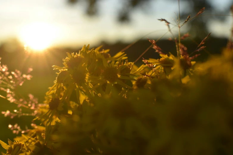 the sun is setting in the background over a field of flowers