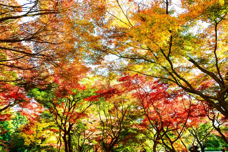 colorful trees stand in a row at the end of a road