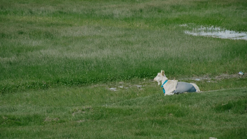 an animal that is laying down in the grass