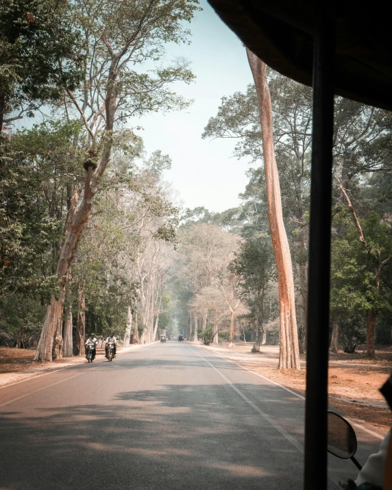 a view from inside the car looking down a tree lined street