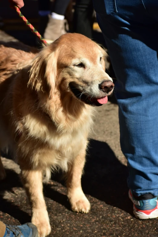 a close up of a dog being walked by someone