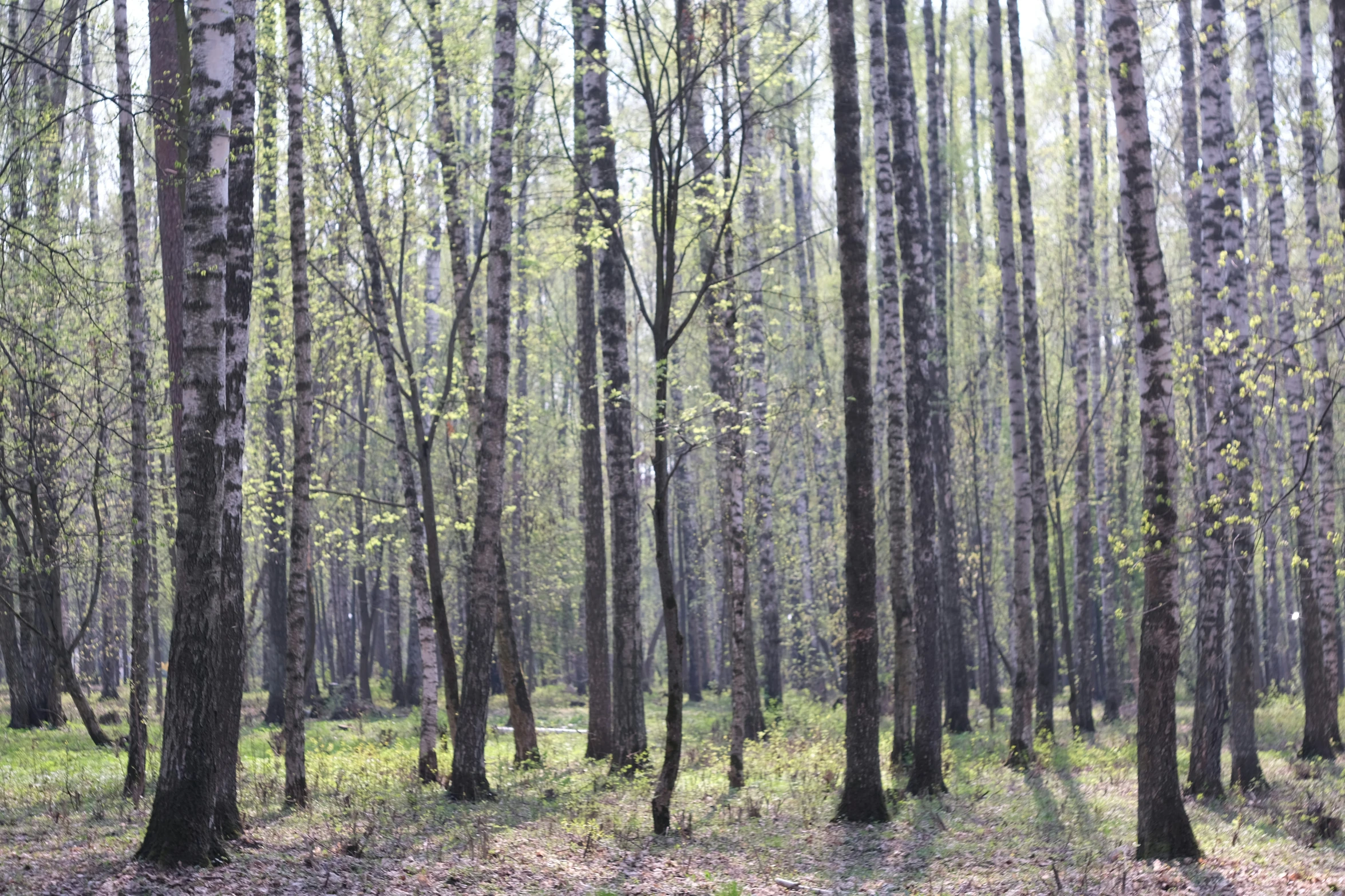 an image of the forest with many trees