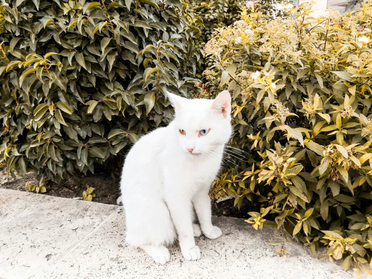 a white cat is sitting in front of some bushes