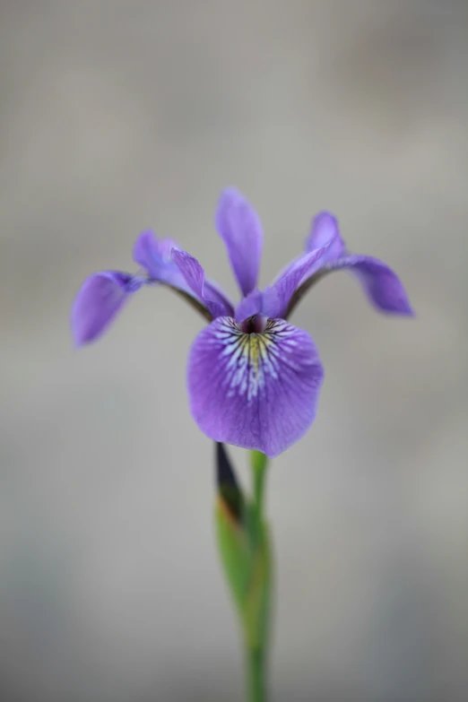 purple flowers in a small pot with a few stems