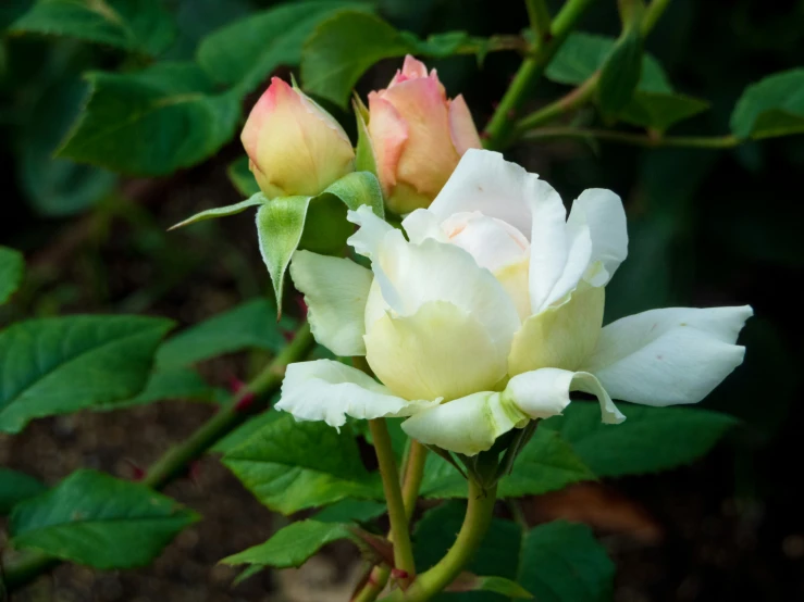 a couple of white and pink roses blooming on a plant