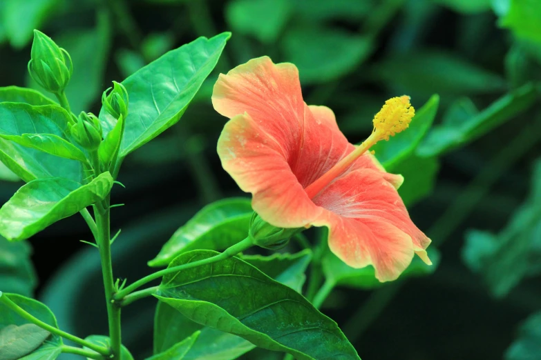 there is a small orange flower on the plant