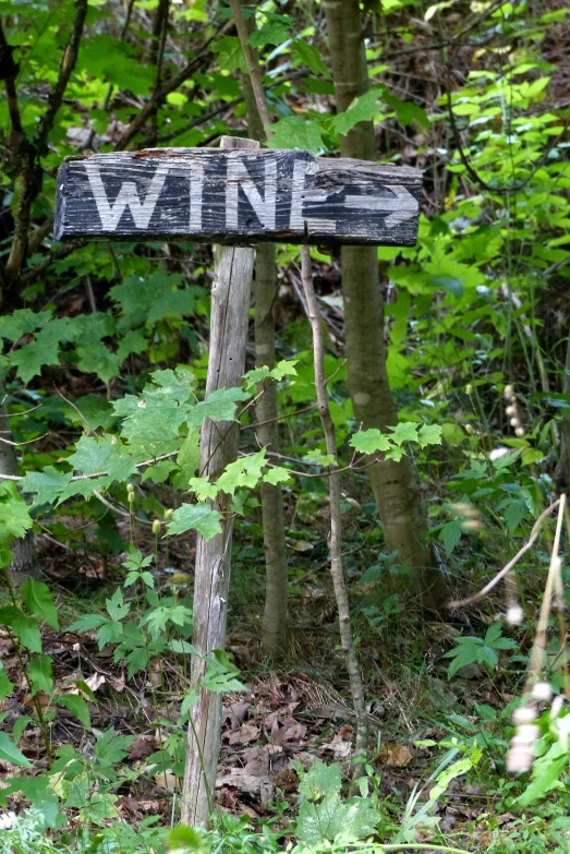 a wooden sign sits in the middle of a wooded area