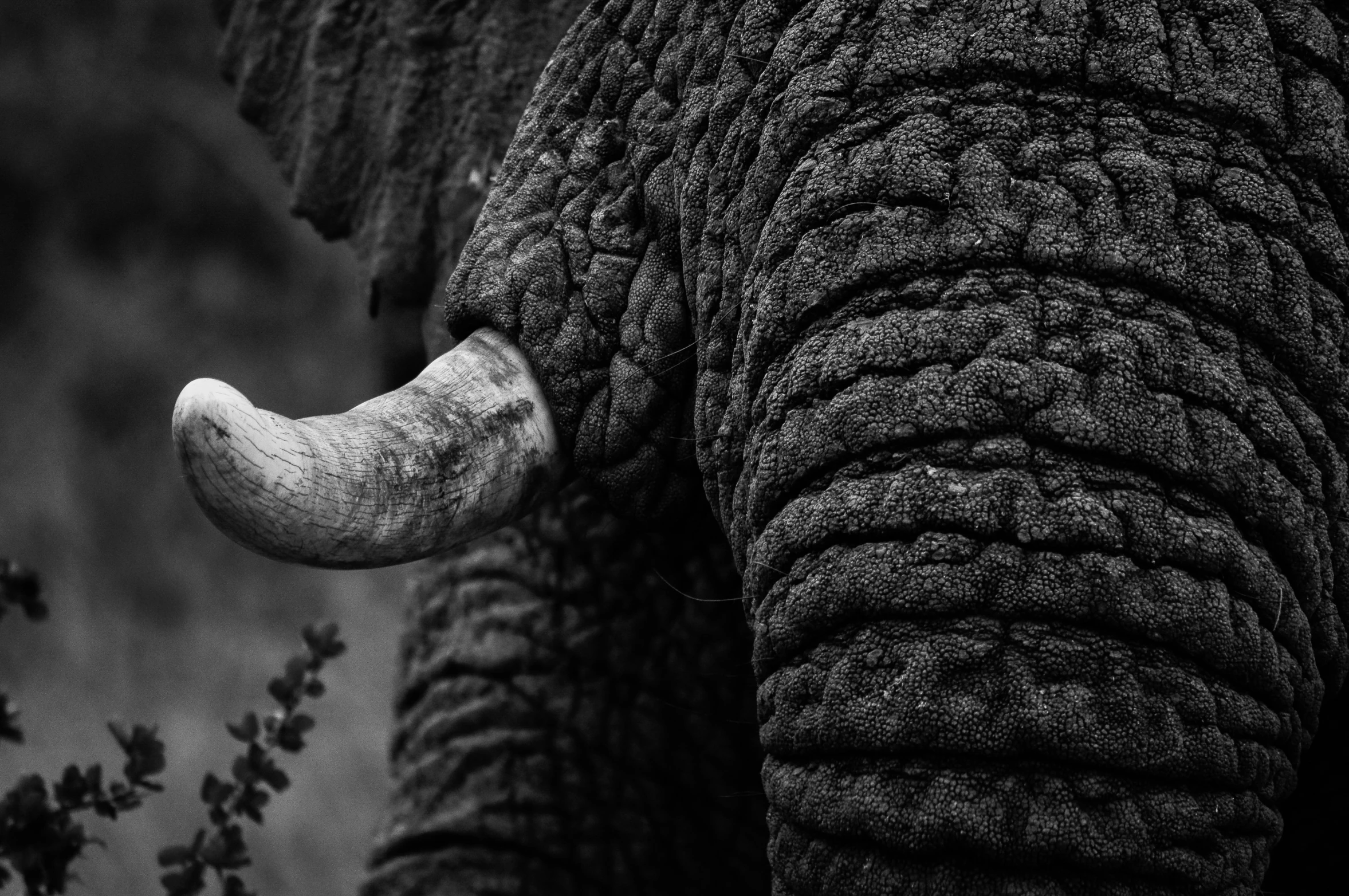 close up view of a very large elephant