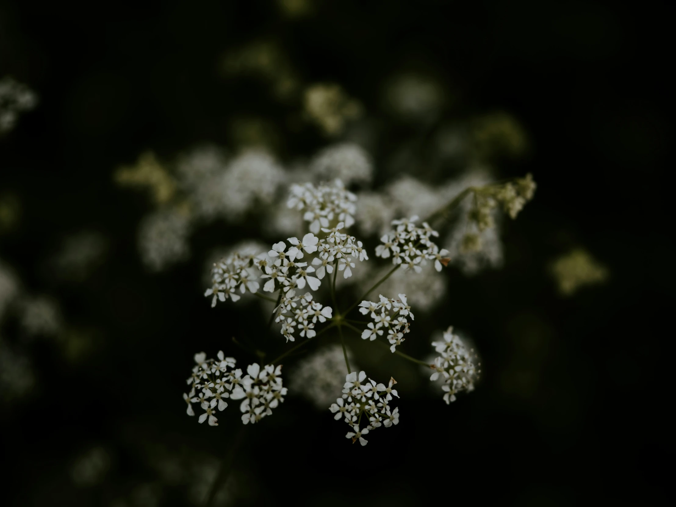 some white flowers sitting on top of a plant