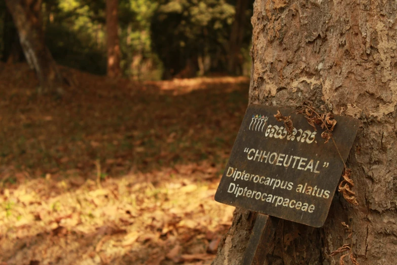 a wooden sign attached to the side of a tree