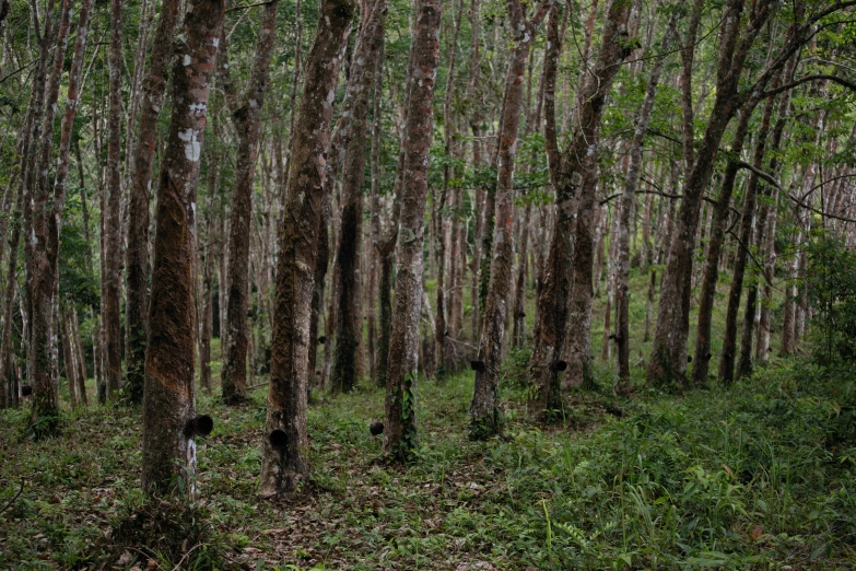 trees on the side of a road surrounded by greenery