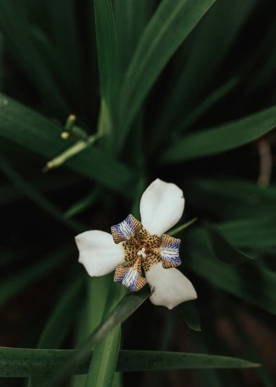 white flower with blue and yellow stripes on it