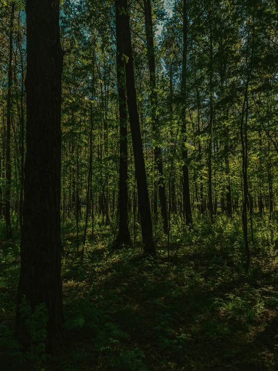 there is a small wooden bench in the middle of a forest