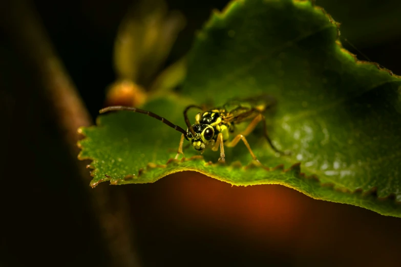 a bug is on a green leaf close to its prey